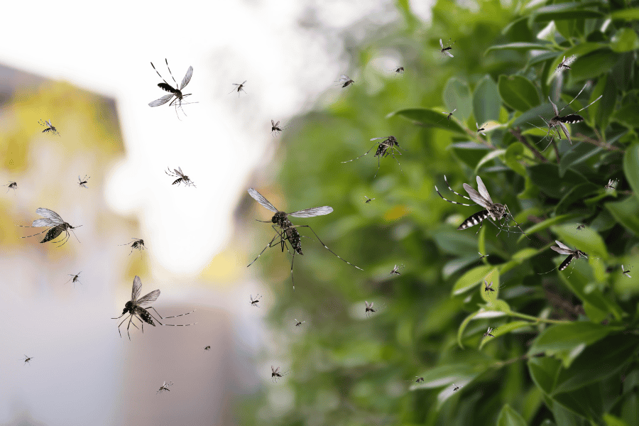 SFL naples mosquito control blog